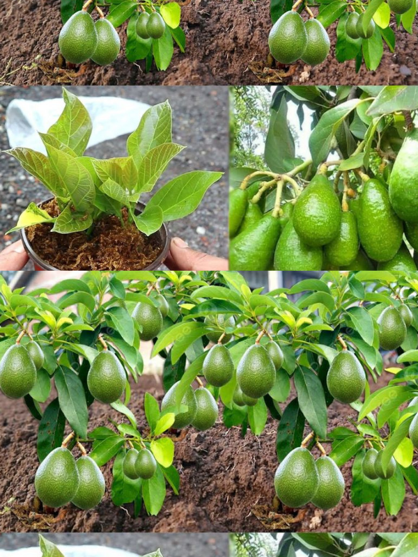 How To Grow Avocados At Home To Have An Endless Supply