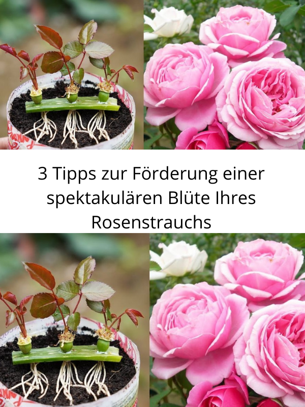 3 Tips to Promote a Spectacular Bloom of Your Rose Shrub