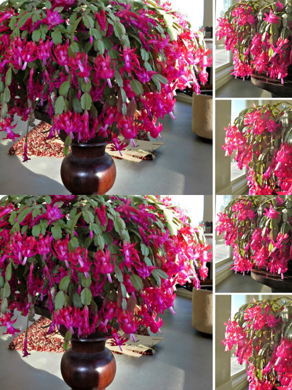 The most effective tricks to make the Christmas cactus bloom all year round