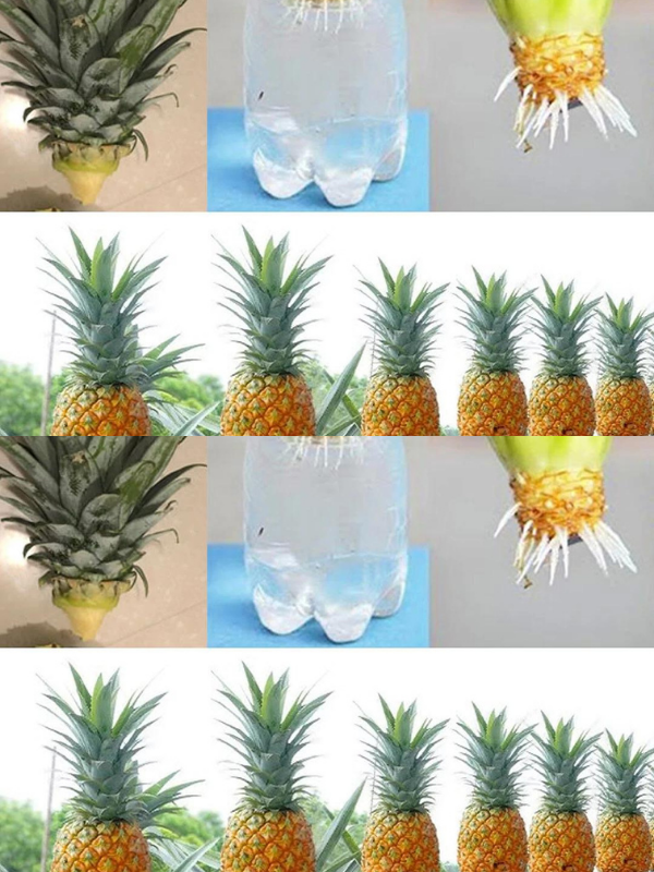 A simple guide to growing pineapple in water at home