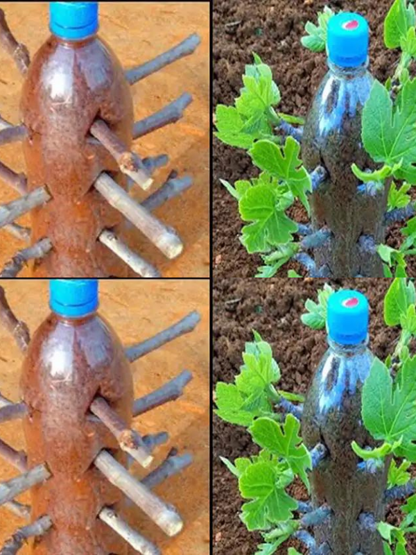 A unique method of propagating fig trees from cuttings