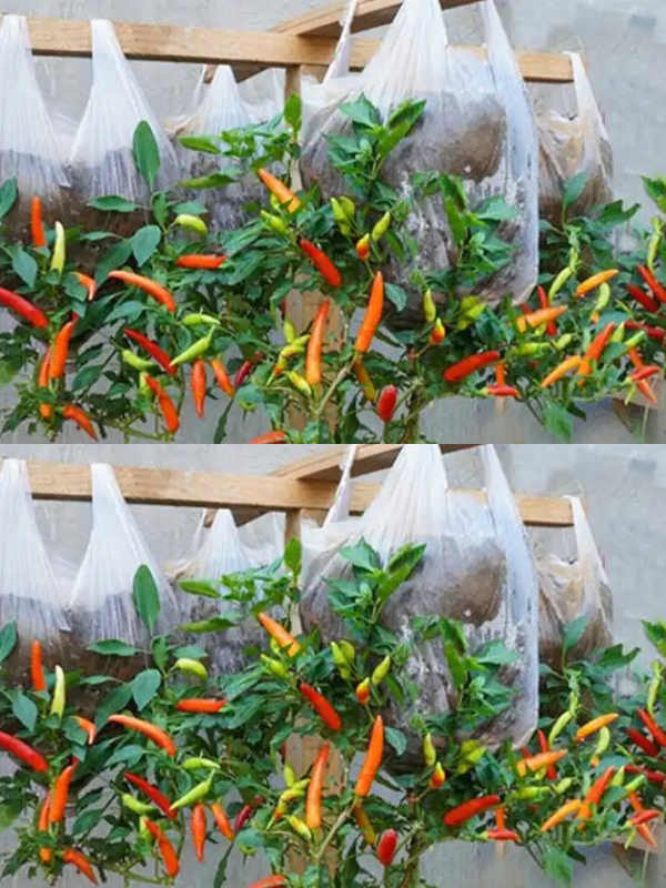 Growing peppers in hanging plastic bags: a space-saving solution for the garden