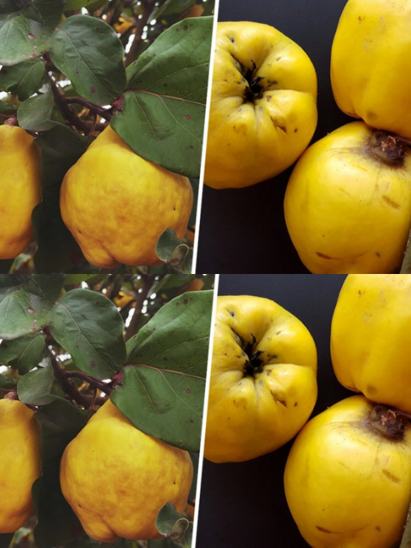 An almost forgotten fruit: all the wonders of quince