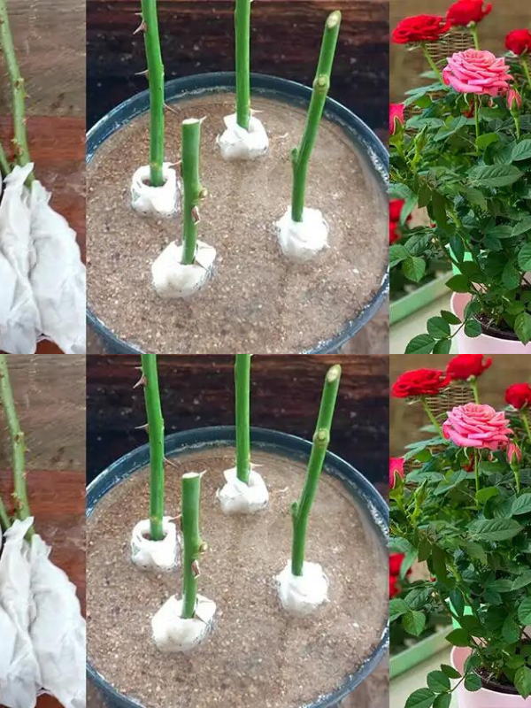 How to propagate roses from cuttings with toilet paper