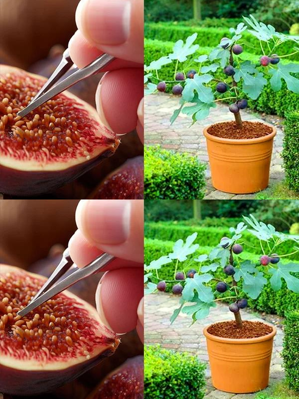 Growing figs from seed in a pot