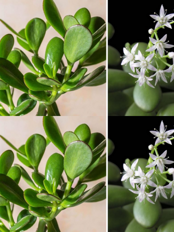 How to make a jade tree bloom and make the whole house smell