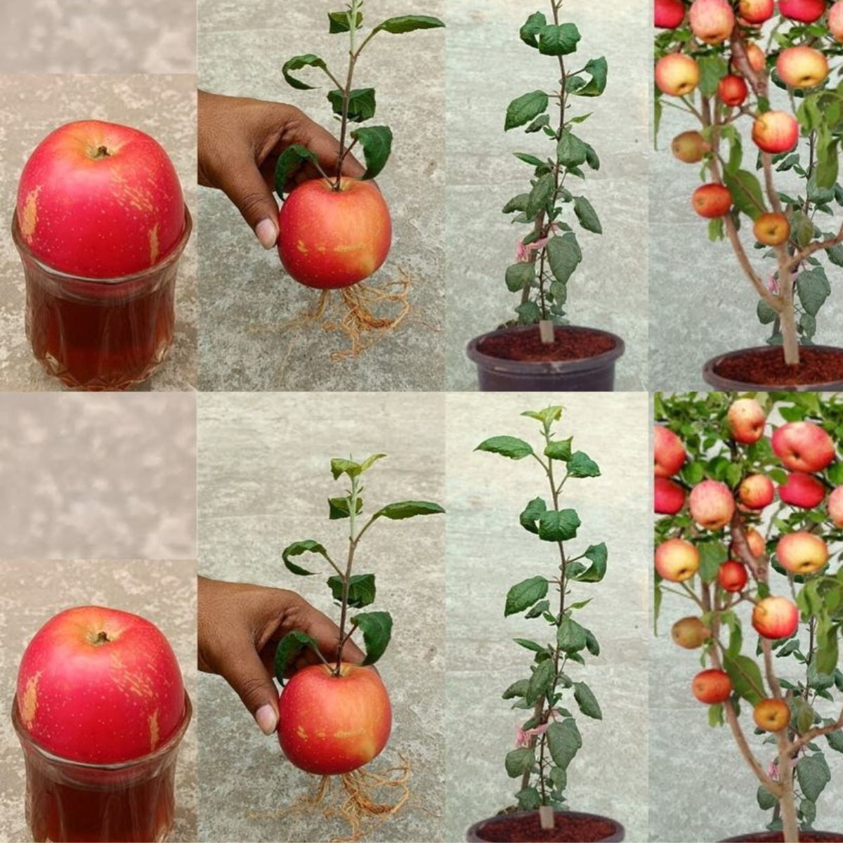 How To Grow An Apple Tree From Seed At Home – You Will Get The Results You Want