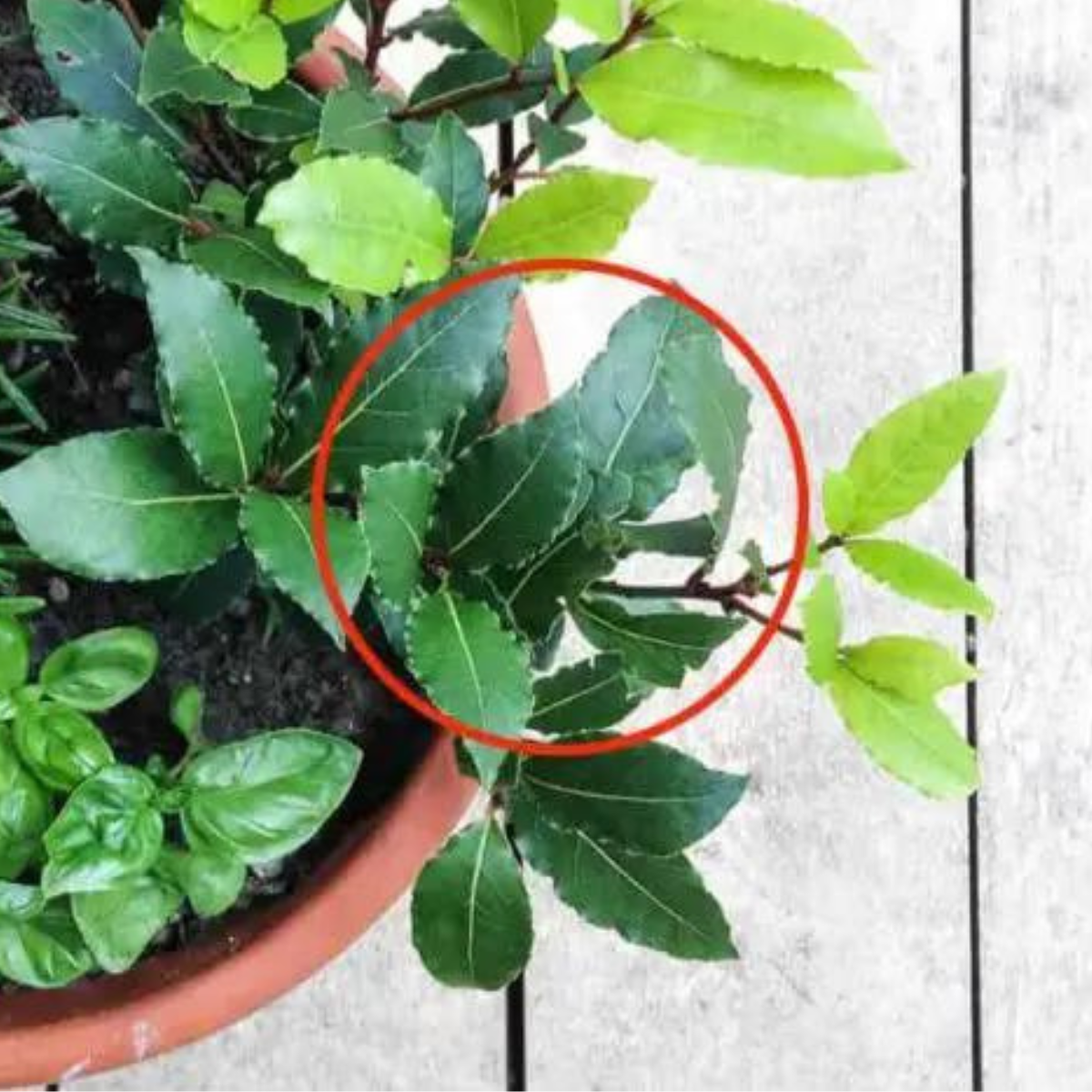 Here’s how to have an abundant and eternal laurel seedling on the porch of your home