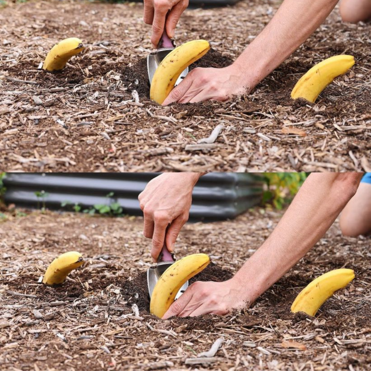 Plant 4 bananas in your garden, you don’t really expect what will happen next