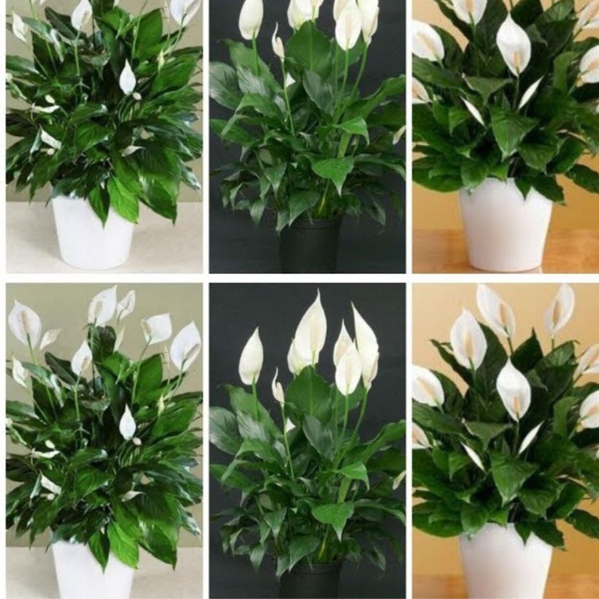 Peace lily, with this ingredient alone it blooms up to 10 years in a row