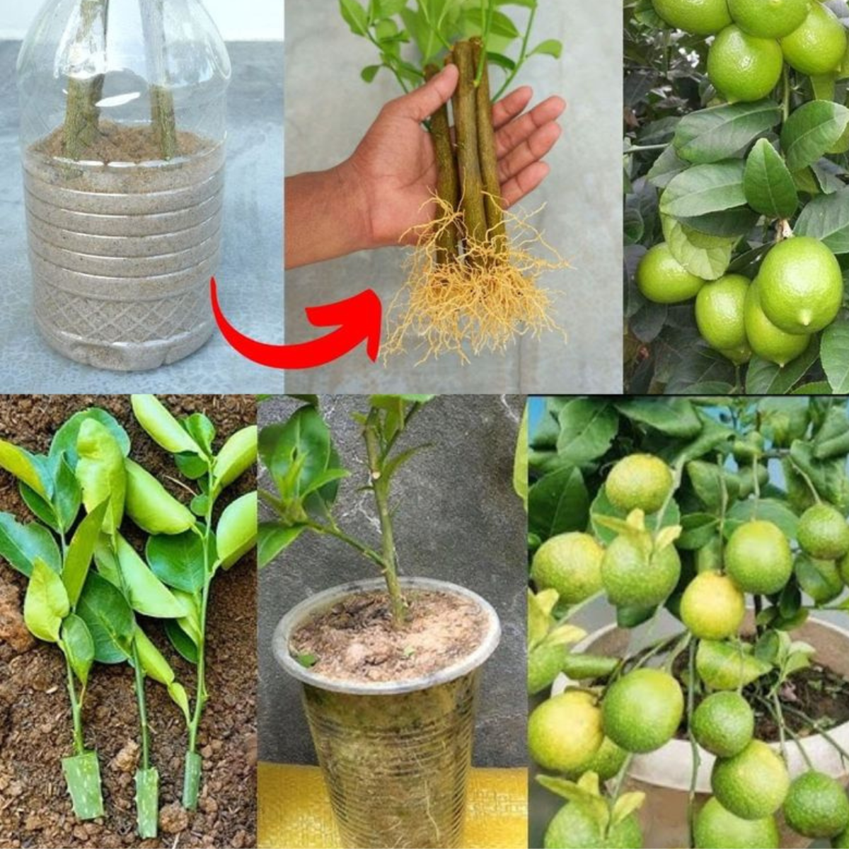 How To Plant Lemons In Pots From Seed