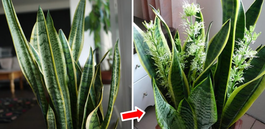 How To Make Sansevieria Bloom: Its Fragrance Reaches The Whole House