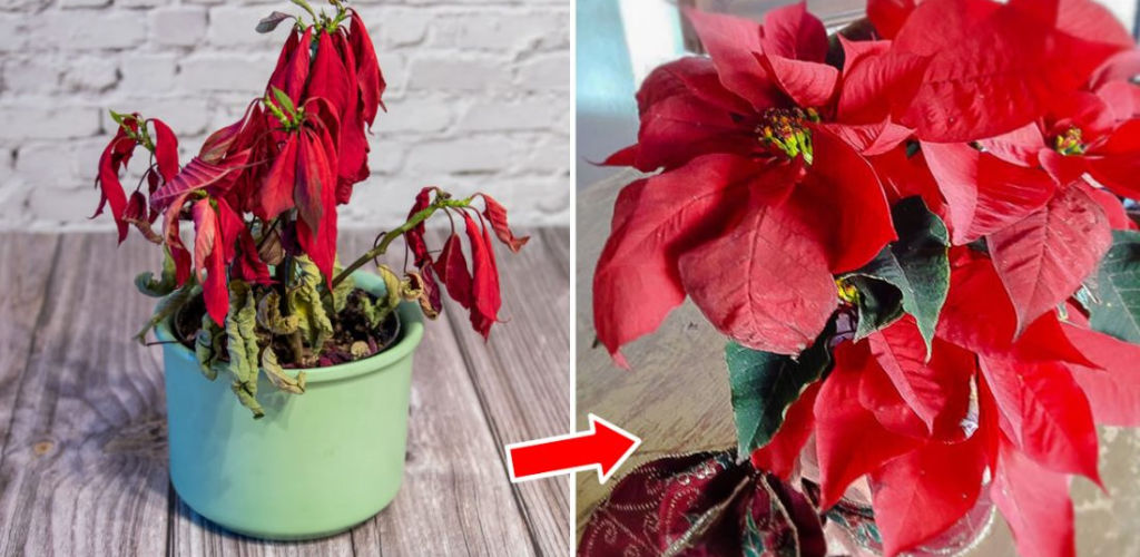 How to make the poinsettia produce many flowers and last for many years