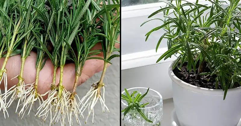 How to grow rosemary from cuttings in water and transfer them to pots