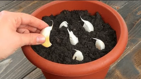 Stop buying garlic! Here’s how to grow a ton of it at home…