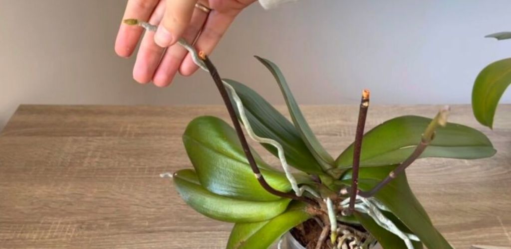 Everything you need to know about the aerial roots of an orchid. Here’s how to prune your orchid and keep it healthy.