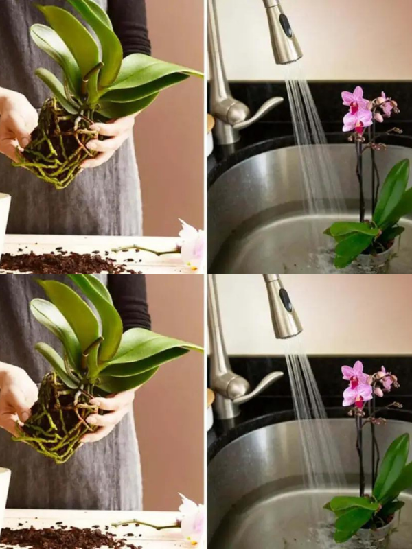 How do you get an orchid to bloom again so that it is not bought again?