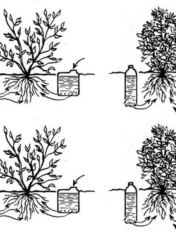 How to make an automatic vegetable drinker from a bottle