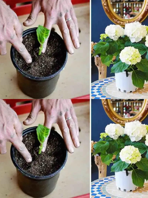 This is how the hydrangea grows in a pot: a beautiful flower that perfumes the whole house.