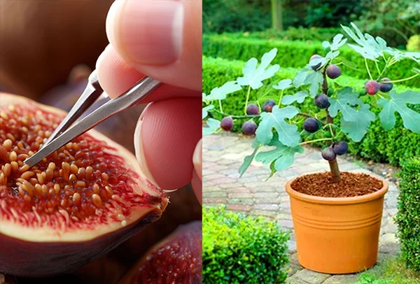 Growing figs from seed in a pot