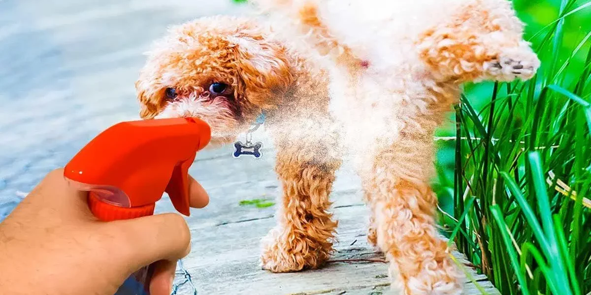 The recipe for a natural repellent that will keep dogs from urinating in front of your house