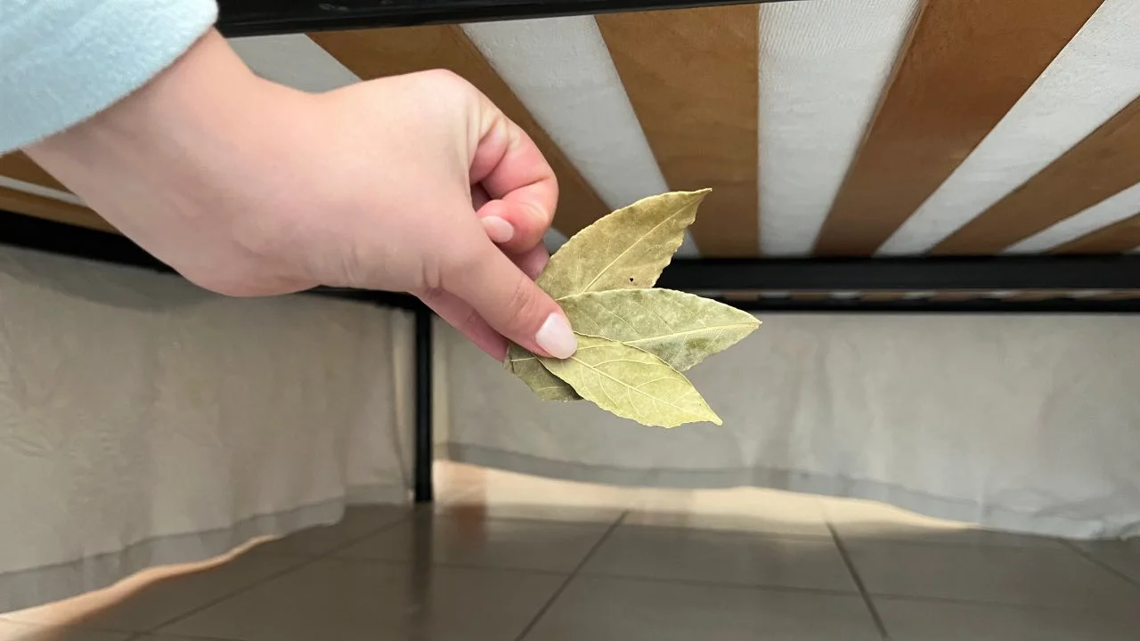 PUT THREE BAY LEAVES UNDER YOUR BED BEFORE GOING TO BED: HERE’S WHY