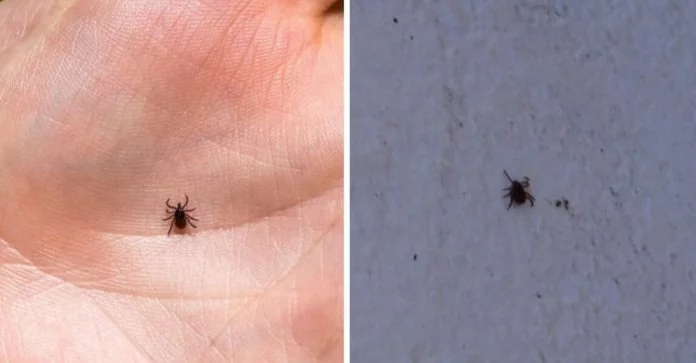 How to get rid of ticks and fleas in the house and on the terrace