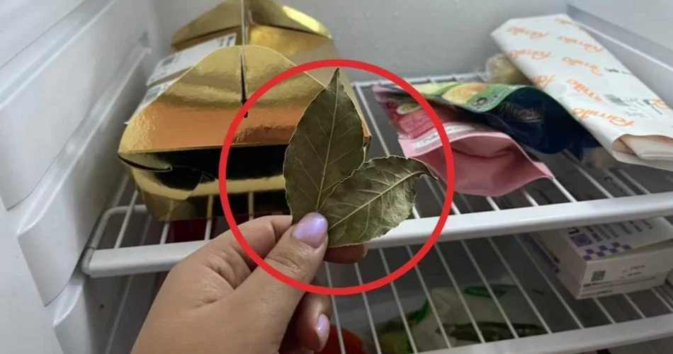 Bay leaf, 1 leaf put in the fridge overnight: what happens the next day?