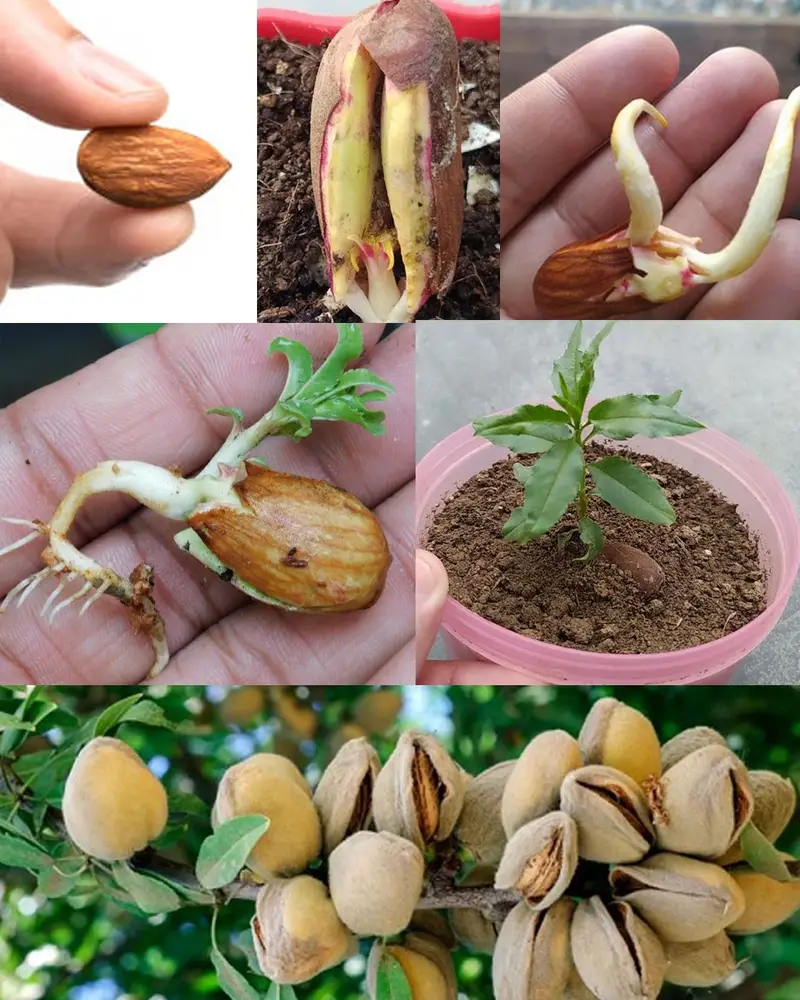 How to grow an almond tree from seed at home