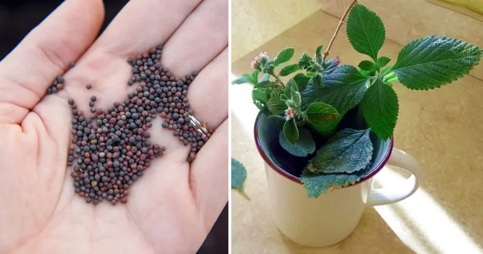 How to plant mint in a cup to decorate and perfume the whole house