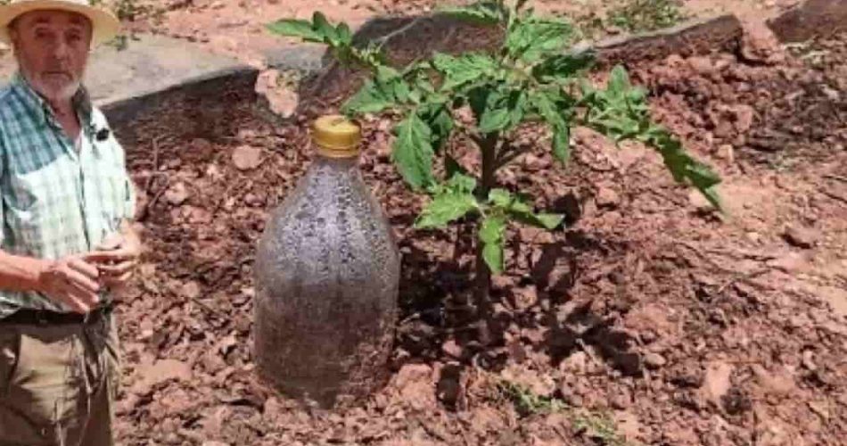 Plants, how to water them for a month at no cost: the method used by farmers