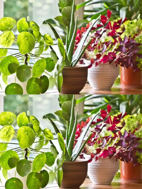 The 10 Most Beautiful Houseplants That Grow Without Sunlight