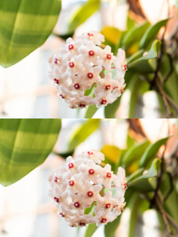 Not everyone knows this plant from grandma’s windowsill: that’s why it should be in every house!