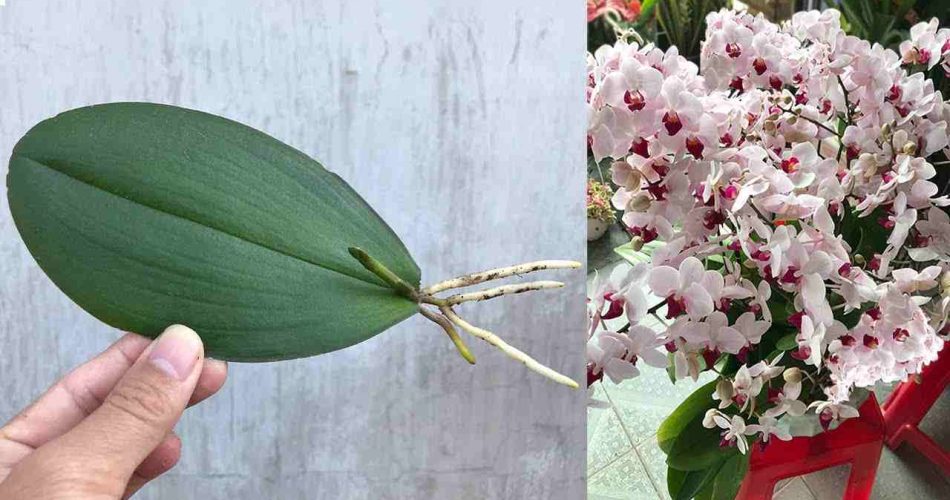 See how to propagate orchids infinitely from a single leaf.