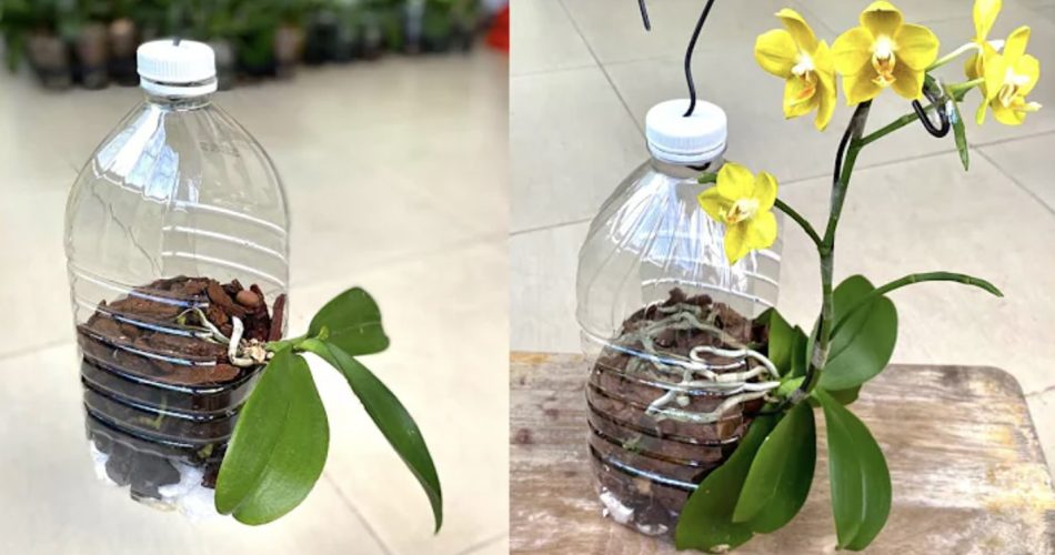 How to root an orchid: the recycled plastic bottle methodHow to root an orchid: the recycled plastic bottle method