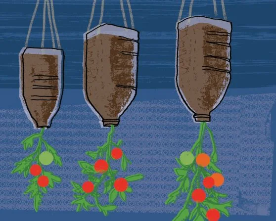 How to grow tomatoes upside down in plastic bottles