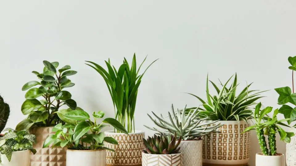 10 houseplants that are super easy to care for, even if you don’t have a thumb for gardening!